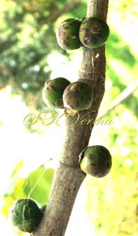  Hypanthodia